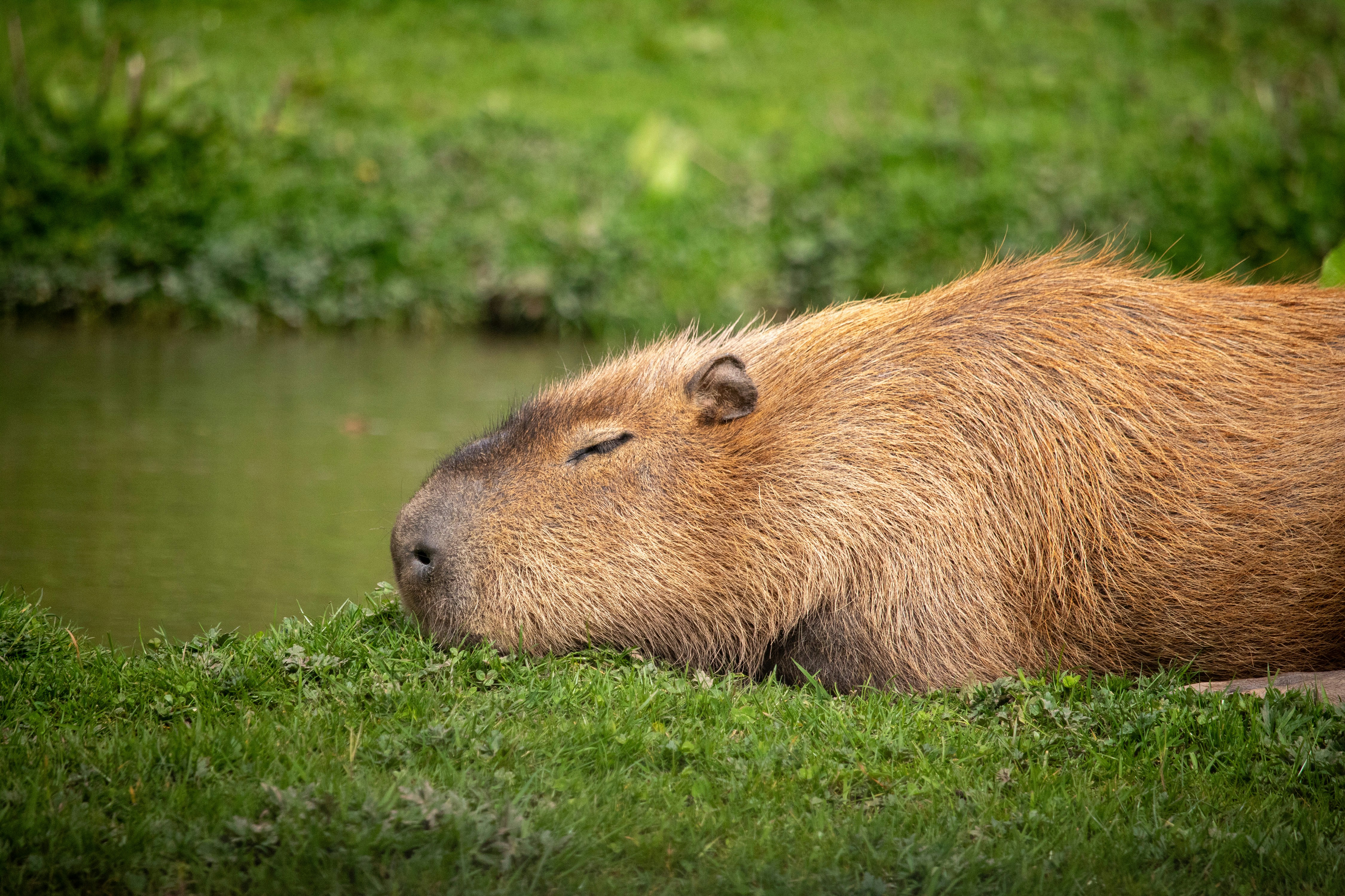 Capybaras